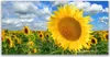 Glasbilder 140x70 Wandbild Druck auf Glas Sonnenblumen Produktbild-Vorschau 1