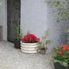A collection of potted plants arranged on a gravel surface next to a textured wall and a wooden door. Produktbild-Vorschau