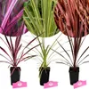 Sada 3 cordylin – Cordyline australis 'Lime Passion'®, Náhled obrázku produktu 1