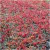 Plants by Frank | 48 Stachelnuss Pflanzen | Acaena Produktbild-Vorschau 2