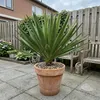 Trendyplants - Yucca Gloriosa - Gartenpflanze - Höhe 70-90 Produktbild-Vorschau 2