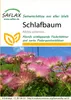 SAFLAX - spiaci strom - Albizia julibrissin - 50 Semená Náhľad obrázku produktu 6