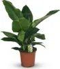 Green boutiQ - Plante d'intérieur - Philodendron - Voir les images du produit 2