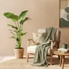 Rostlina - Strelitzia nicolai - Velká, nenárocná strelice v Náhled obrázku produktu 4