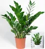 BALDUR Garten 1x Zamioculcas, Pflanze im 12 cm-Topf, Produktbild-Vorschau 2