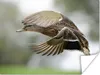 MuchoWow® Poster Ente - Fliegen - Federn 120x90 cm - Produktbild-Vorschau 1