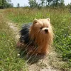 Pluszowy Yorkshire Terrier 30 cm Ekologiczny Podgląd zdjęcia produktu 4