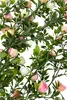 künstliche Rosen zum hängen weiß rosa mit 5 Ranken 75cm Produktbild-Vorschau 5