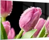 Bilder auf glas - Tulpe Blumen Tau - 100x70cm - Glasbilder Produktbild-Vorschau 1