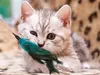 Verk 19424 Jouet pour chat avec clochette et plume Voir les images du produit 16