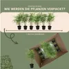 Plants by Frank | 6 Bambus Pflanzen | Fargesia Rufa | Produktbild-Vorschau 6