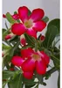 Adenium obesum red - Rosa del deserto - Vaso 10,5cm - Anteprima dell’immagine prodotto 5