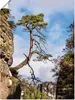 ARTland Poster Felsen Bäume Sächsische Schweiz I Größe: Produktbild-Vorschau 1