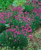 Grasnelke Düsseldorfer Stolz, im Topf - Armeria maritima, Produktbild-Vorschau 3