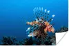 MuchoWow® Poster Wasser - Fische - Korallenteufel 30x20 cm Produktbild-Vorschau 1