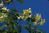 SAFLAX - Moringa - Moringa oleifera - 10 Samen - Mit Produktbild-Vorschau 4