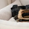 4L Textil TEO Hundekorb mittelgroße Hunde Kuscheliges Produktbild-Vorschau 4