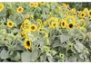 Sonnenblumen Kiepenkerl 1 kg Produktbild-Vorschau 2