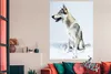MuchoWow® Poster Wolfsähnlicher Hund auf weißem Hintergrund Produktbild-Vorschau 2