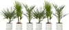 Mélange de palmiers d'extérieur - Set de 6 - Hauteur Voir les images du produit 6