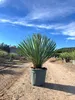 A large potted Yucca Rostrata Blue plant sits on a dirt path under a blue sky with wispy clouds. Other potted plants are visible in the background. Podgląd zdjęcia produktu