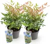 Green boutiQ - Plante de jardin - Nandina Twilight - Voir les images du produit 2