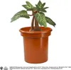 Harry Potter - Mandragola stridula in vaso Anteprima dell’immagine prodotto 7