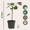 Mélange d'arbres fruitiers - Set de 4 - Hauteur 25-40cm - Voir les images du produit 2