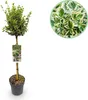 GreenboutiQ - Gartenpflanze - Euonymus fortunei Emerald Produktbild-Vorschau 1
