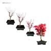 Bonsai - Bonsai baum Japanischer Fächerahorn - Acer (Ahorn) Produktbild-Vorschau 2