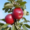 Two red apples on a tree branch with green leaves against a blue sky. Produktbild-Vorschau