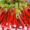 Roter Rhabarber Samen (Rheum rhabarbarum) - Nährstoffreiche Produktbild-Vorschau 4
