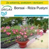 SAFLAX - Zestaw do uprawy - Bonsai - Róża Pustyni - 8 Podgląd zdjęcia produktu 5
