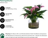 Dehner Waterplant Flamingoblume, Anthurium Zizou, Produktbild-Vorschau 2