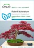 SAFLAX - Roter Fächerahorn - Acer palmatum atropurpureum - Produktbild-Vorschau 1