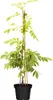 Wisteria sinensis 'Alba', Chinesischer Blauregen, weiß, Produktbild-Vorschau 1
