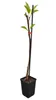 Melo 'Braeburn' – Albero di melo colonnare, ideale per Anteprima dell’immagine prodotto 4
