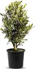 A potted olive tree against a white background. Voir les images du produit