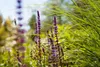 Salvia nemorosa 'Caradonna', Steppensalbei, fioletowy, ok. Podgląd zdjęcia produktu 2