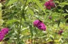 Sommerflieder Schmetterlingsstrauch 'Buddleja Davidii Royal Produktbild-Vorschau 4