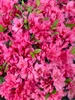 Rhododendron obtusum 'Melina', rosa Blüten, 15–20 cm Produktbild-Vorschau 10