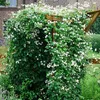 2 x Clematis Summer Snow | zestaw 2 powojników - białe, Podgląd zdjęcia produktu 2
