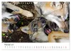 Unsere Wölfe - Ein Wildtier kehrt zurück (Wandkalender 2027 Produktbild-Vorschau 5