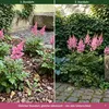 Stauden Gänge 1 x Astilbe arendsii 'Astary Rose' im 0,5 Produktbild-Vorschau 4