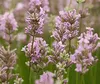 Stauden Gänge 1 x Lavandula angustifolia 'Rosea' - Echter Produktbild-Vorschau 3