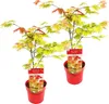 Bloomique - Lot de 2 - Acer Shirasawanum 'Moonrise' - Voir les images du produit 1