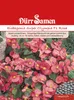 Cyclamen 'Super Olympia F1' roze | Cyclamenzaad van Dürr Productafbeelding-voorbeeld 1