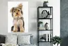 MuchoWow® Poster Porträt eines Yorkshire-Terriers 80x120 cm Produktbild-Vorschau 5
