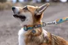 Ruffwear Hundehalsband Crag™ Collar Rising Wave Produktbild-Vorschau 7