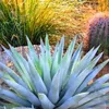 Exotická semena - balení 5 ks - Mrazuvzdorná - Agave Náhled obrázku produktu 3